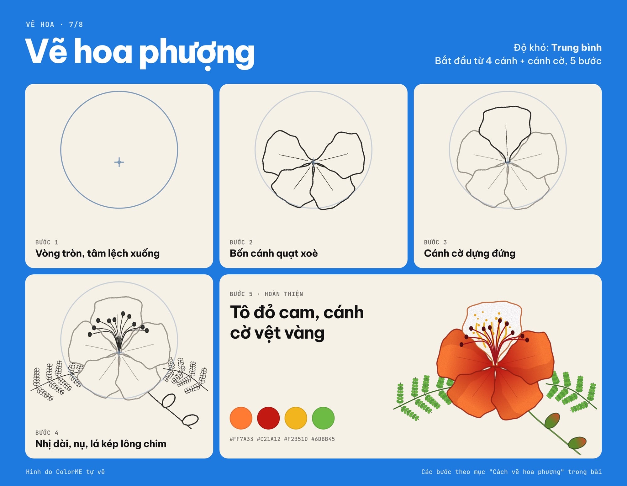 Các bước vẽ hoa phượng từ vòng tròn đến bản tô màu