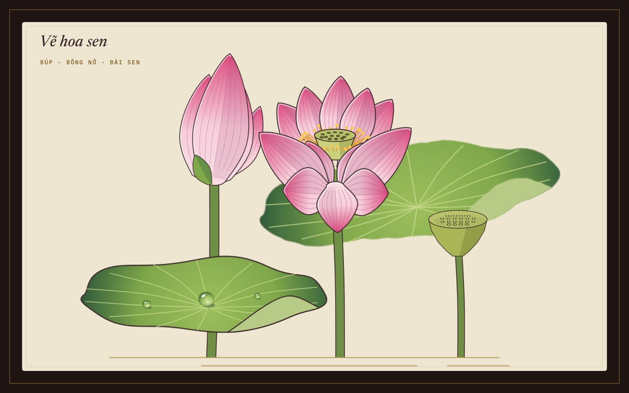 Tranh hoa sen bộ ba búp, bông nở và đài sen vẽ theo hướng dẫn của ColorME