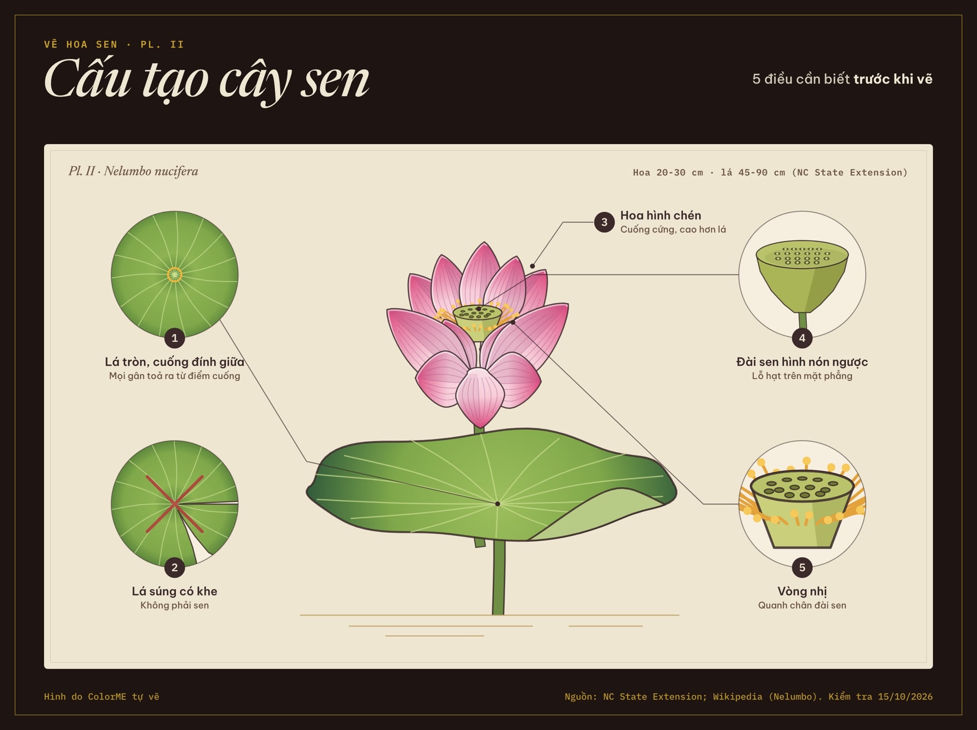 Cấu tạo hoa sen: lá tròn cuống đính giữa, hoa hình chén, đài sen và nhị