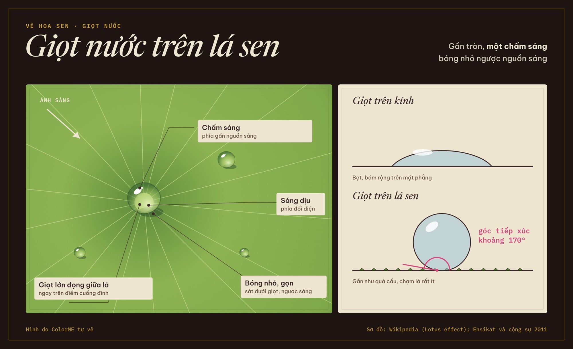 Cách vẽ giọt nước tròn trên lá sen