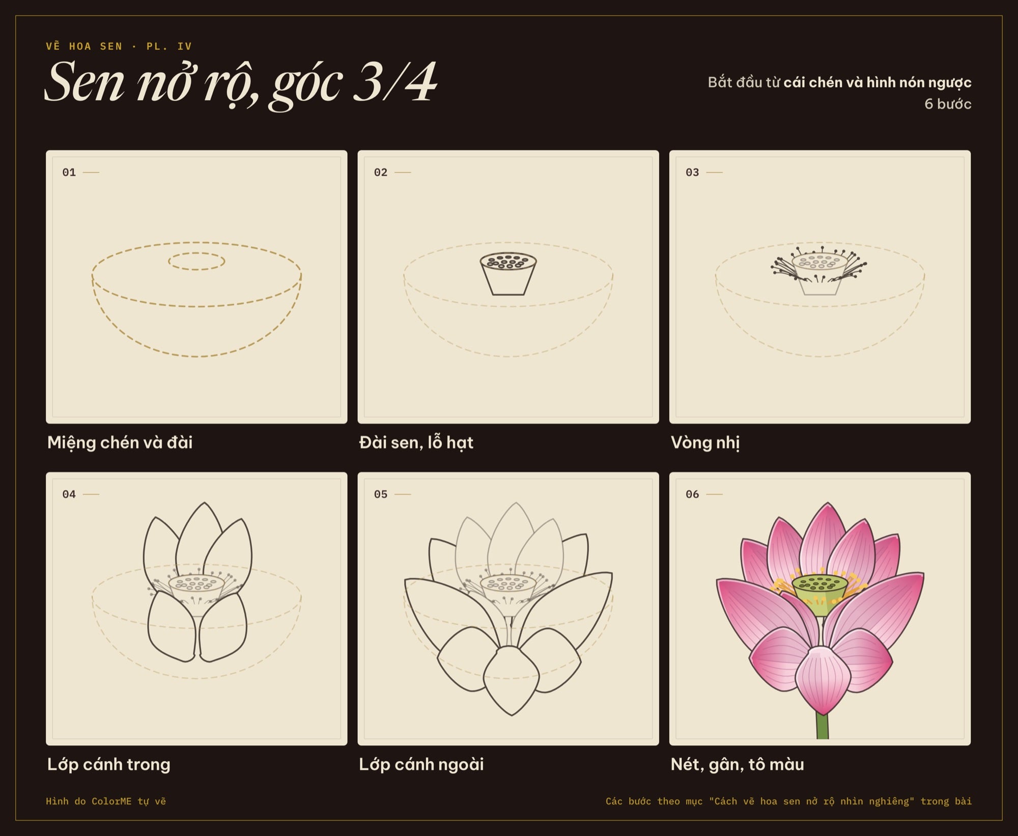 Các bước vẽ hoa sen nở rộ