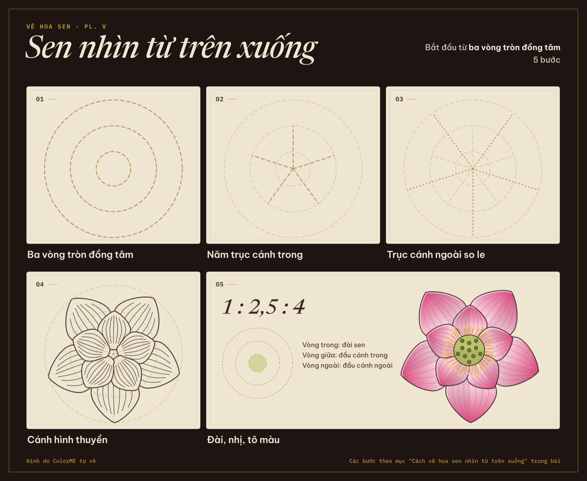 Các bước vẽ hoa sen nhìn từ trên