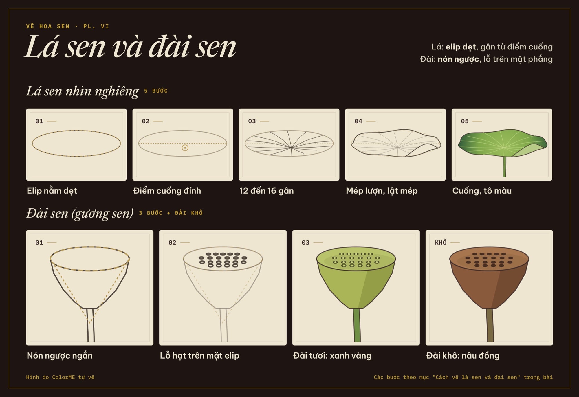 Các bước vẽ lá sen và đài sen