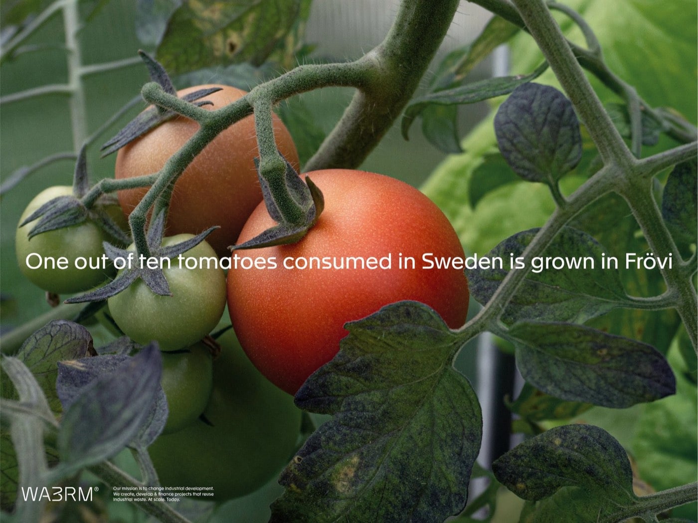 Cận cảnh chùm cà chua chín đỏ và xanh trên cây trong nhà kính, dòng chữ trắng One out of ten tomatoes consumed in Sweden is grown in Frövi