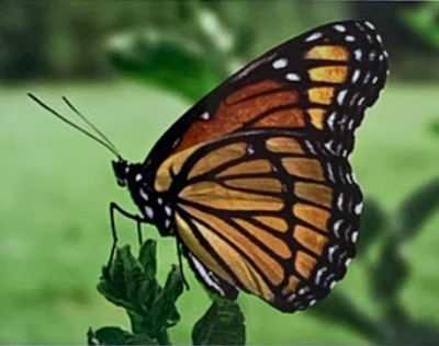 Btvn