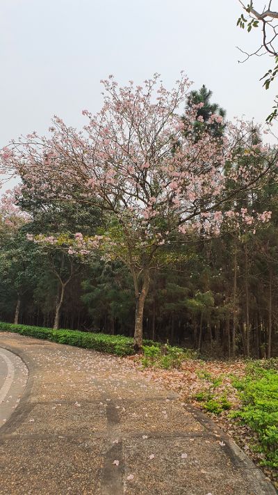 Dreamy lane