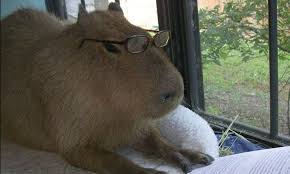 Bài tập keyframe về capybara