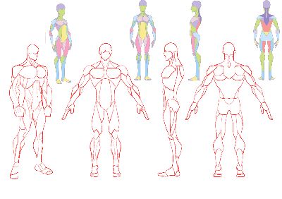 Anatomy