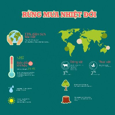Rừng mưa nhiệt đới Infographic