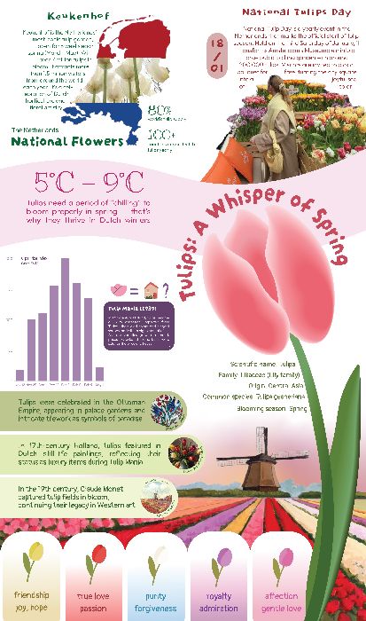 Tulips Infographic