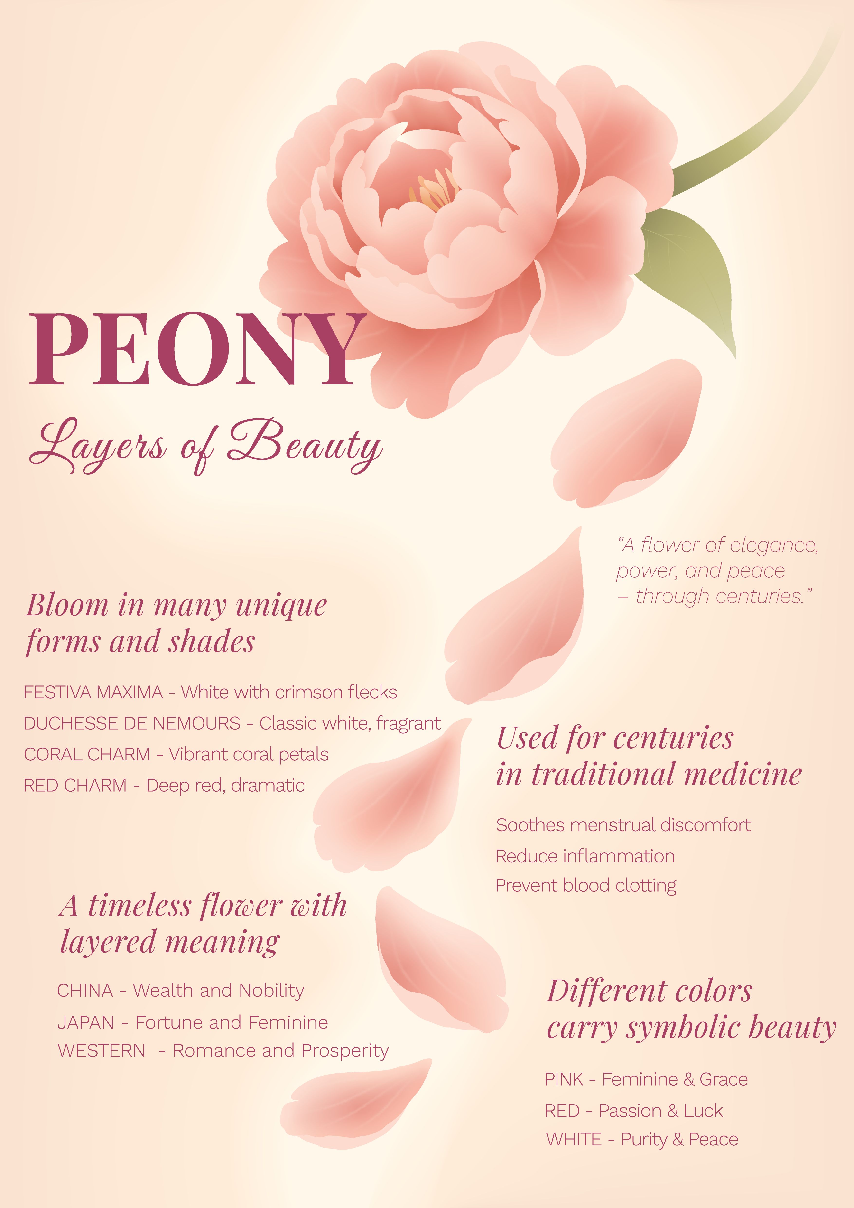 Peony Infographic