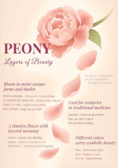Peony Infographic