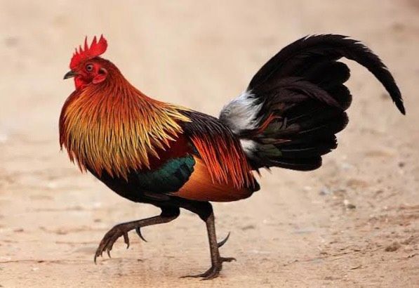 Vẽ chú gà tre việt nam