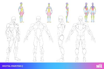 anatomy