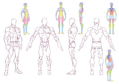 Anatomy