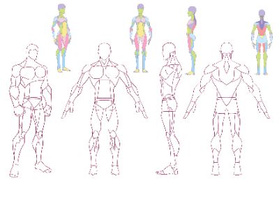 anatomy