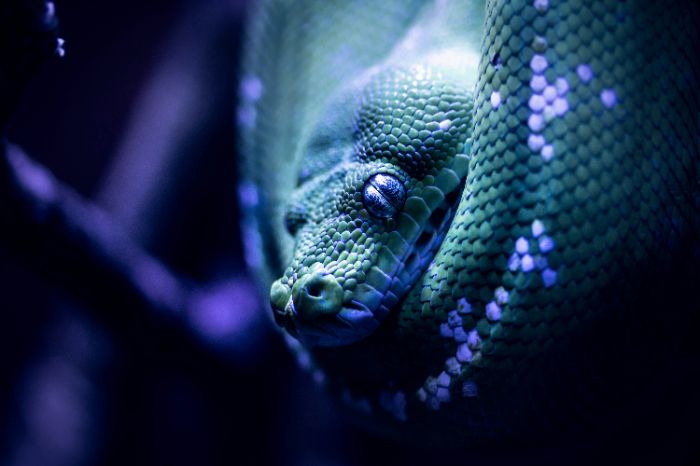 snake kingdom