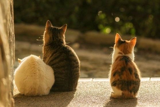 BTVN ĐỢT 1 - NGUYỄN ANH NHƯ