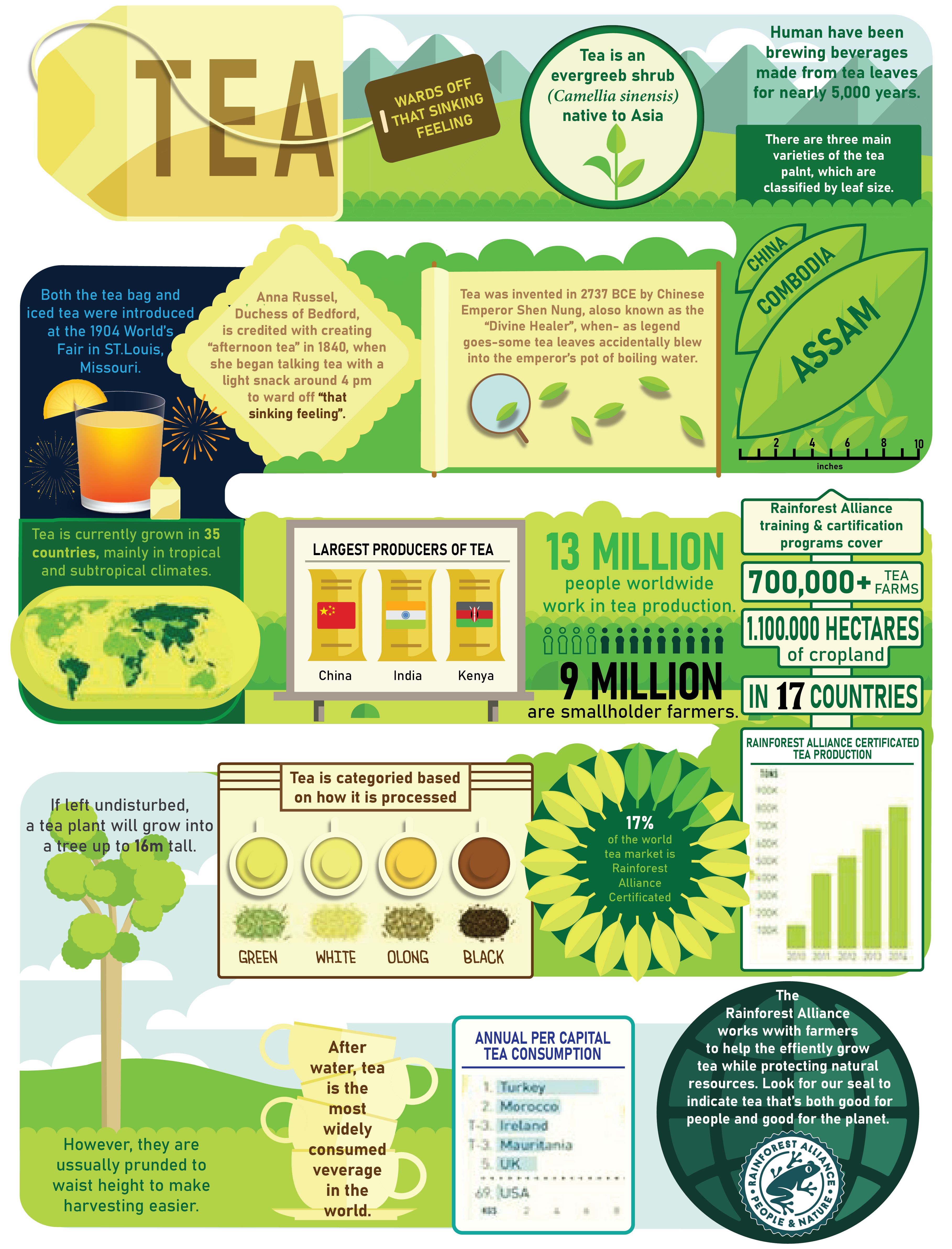 Infographic - Tea