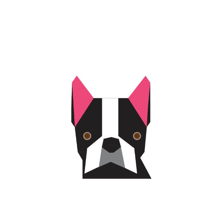 boston terrier