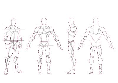 anatomy