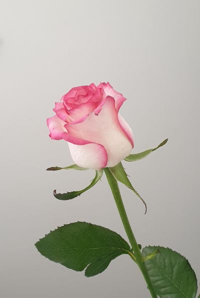 BTVN05