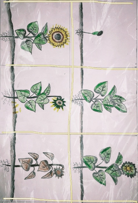 cuộc đời của Hoa Hướng Dương