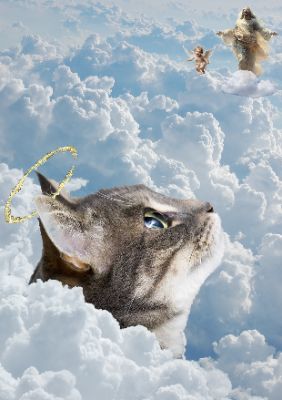 Cat Angel