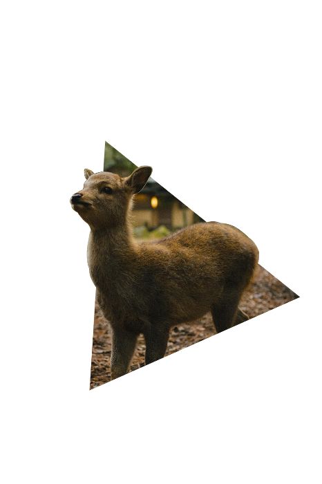 Bambi