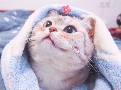 bài tập cuối kì của Quỳnh Như
