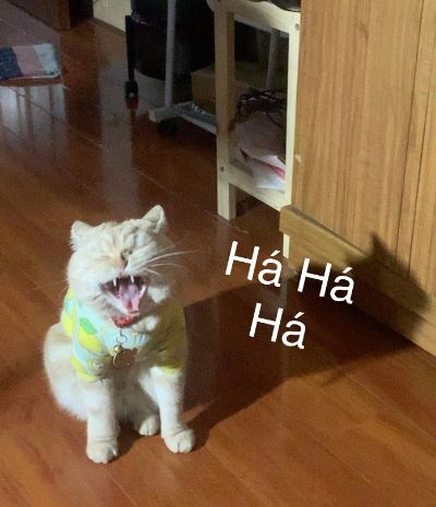 Giấc mơ của Gấu