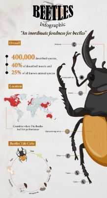 Beetles - Infographic