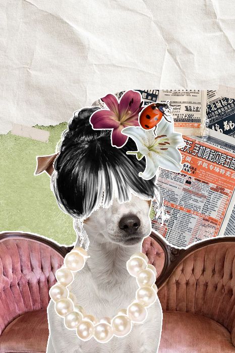 lady dog