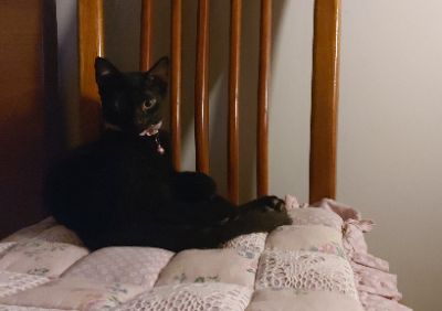Cici