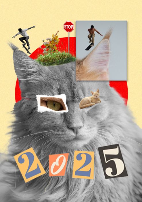 crazy cat