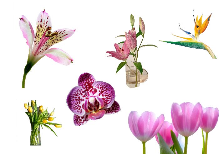 flowers