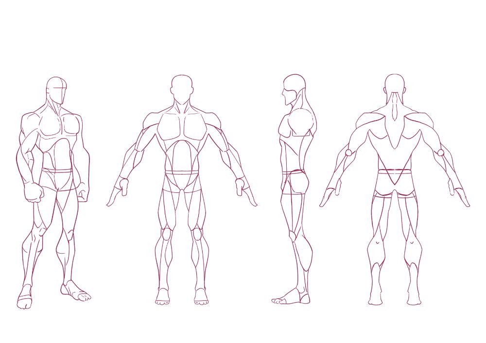 anatomy