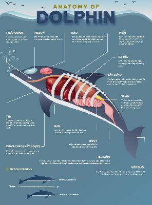 ANATOMY OF DOLPHIN