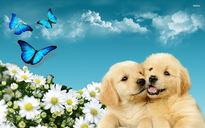người bạn nhỏ và vườn hoa