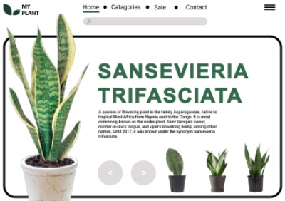 Sansevieria Trifasciata