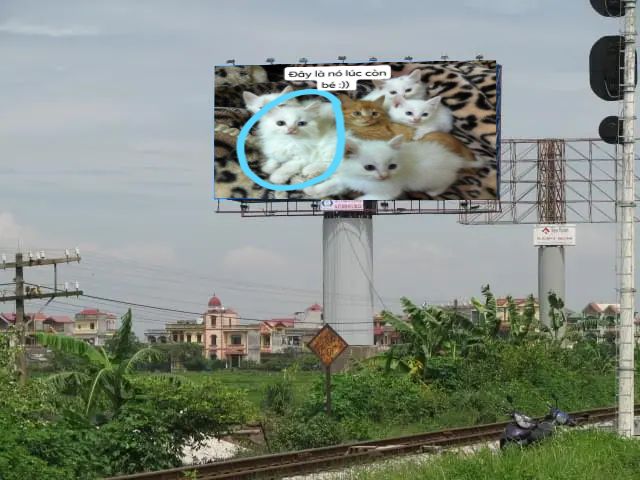 Quảng cáo bán mèo nhà