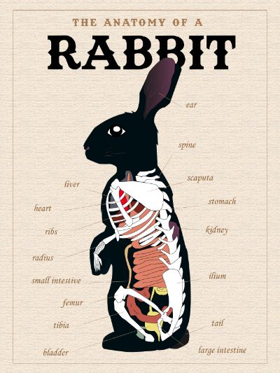 rabbit anatomy