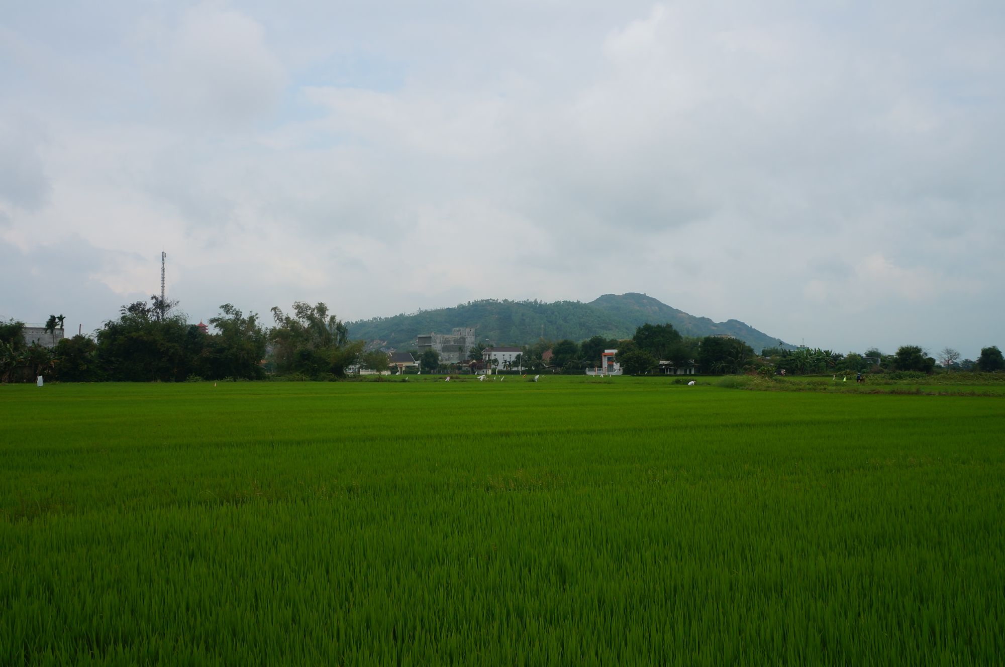 Bình yên chốn quê nhà - Bình Định