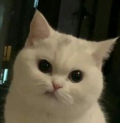 Hòa Sắc