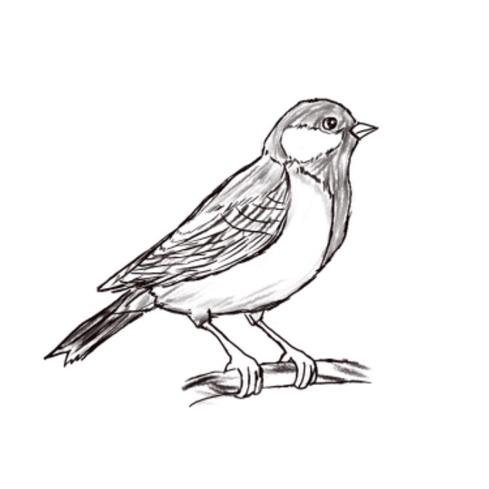 Parus major bird_Chim Bạc Má