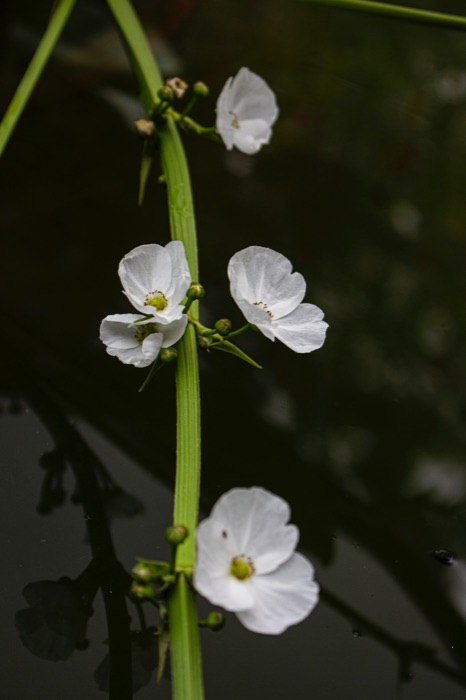 BÀI TẬP BUỔI 1