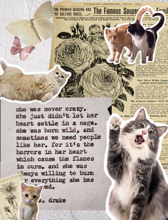 ♥ Cat Lover ♥