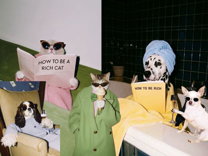 rich cat and sloppy dog