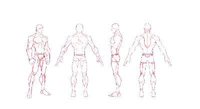 anatomy