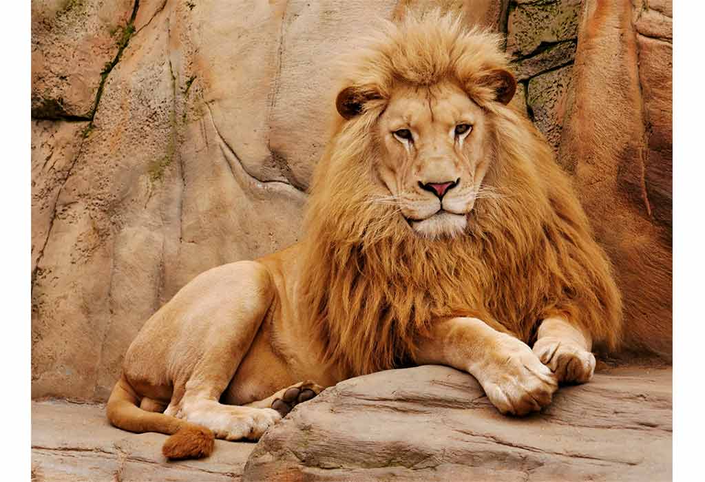 Animal